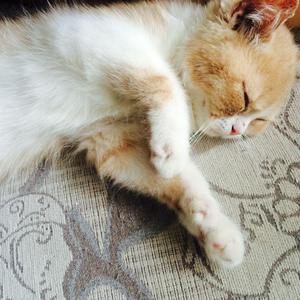 印度大屁股BBWtubeγss
